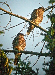 Fledglings Hang Out Together 10 Days After Leaving the Nest