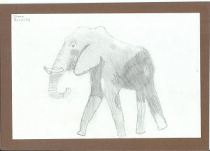 Elephant - Jama - grade5
