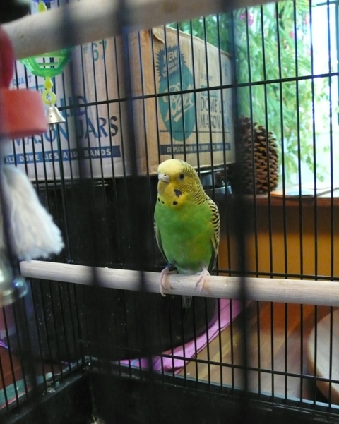 KentParakeet