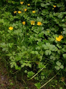 Ranunculus repens. (C)2004 by Ben Legler.