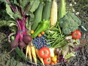 organic-CSA-farm-vegetables4