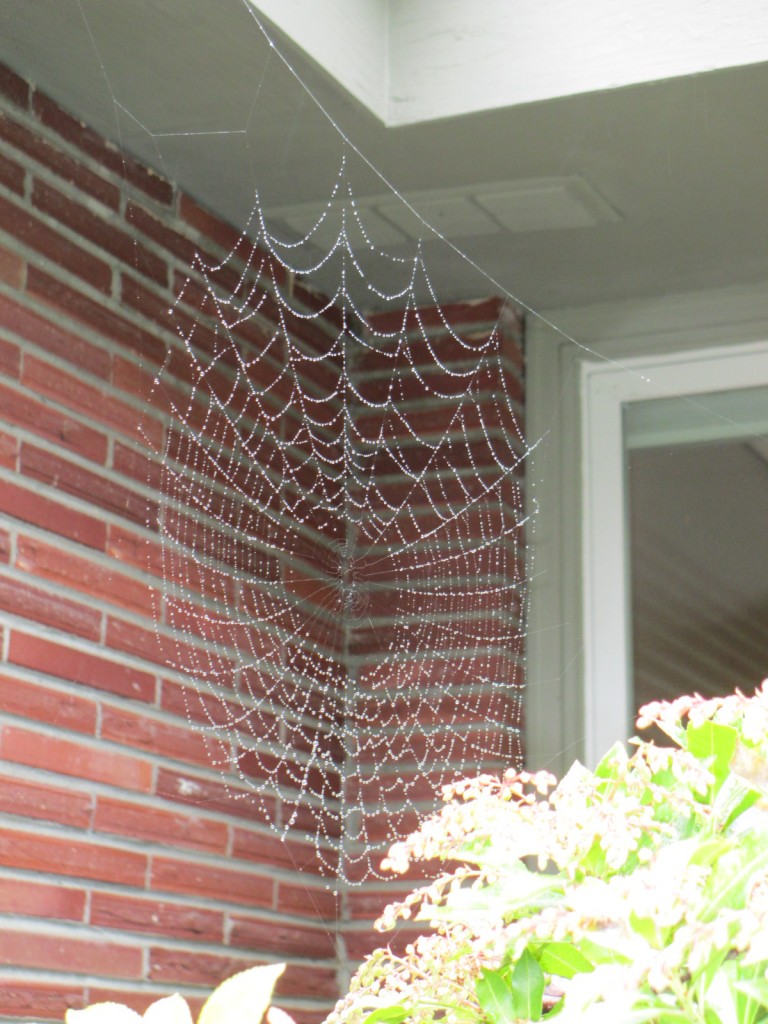 spiderweb