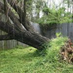 Large willow tree fallen into old wooden fence.